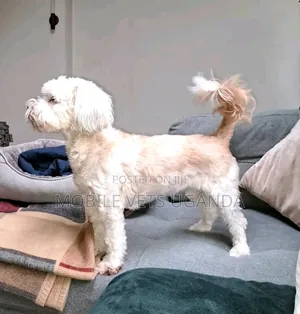 6-12 months Female Purebred Maltese