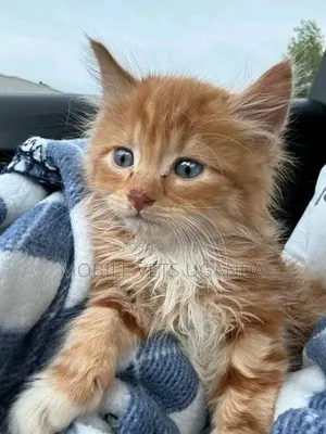 0-1 month Male Purebred American Wirehair