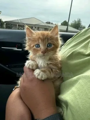 1-3 months Female Purebred American Shorthair