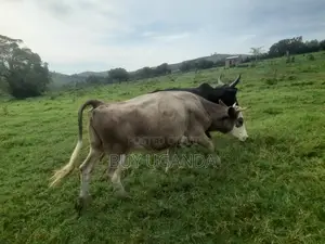 Cows for Sale