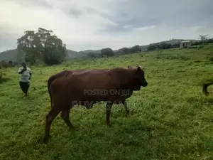 Boran Cows for Sale in Nakaseke