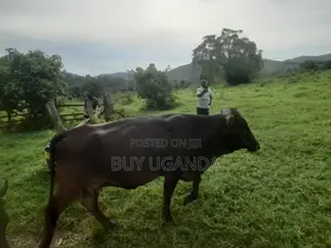 Cows for Sale in Nakaseke