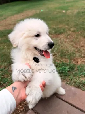 1-3 months Female Purebred Japanese Spitz