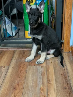 6-12 months Female Purebred German Shepherd