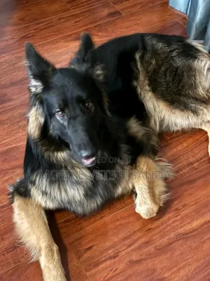 3-6 months Male Purebred German Shepherd