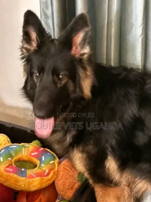 6-12 months Female Purebred German Shepherd