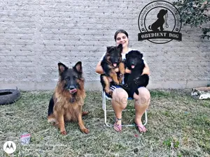 3-6 months Male Purebred German Shepherd