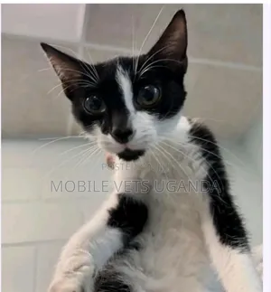 3-6 months Male Purebred Devon Rex