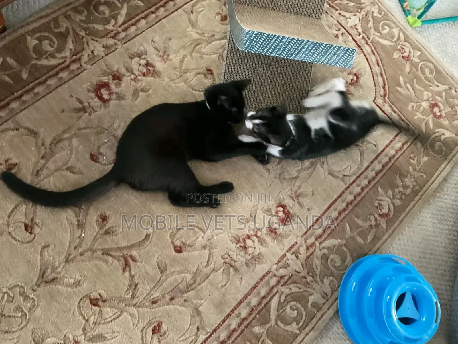 1-3 months Female Purebred Exotic