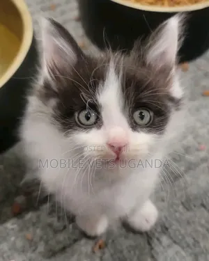 1-3 months Male Purebred Singapura