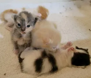 0-1 month Female Purebred Nebelung
