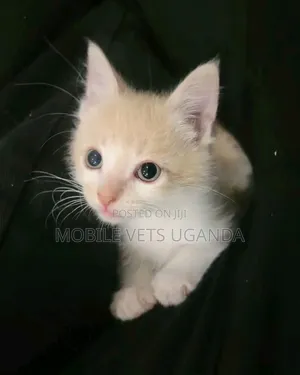 0-1 month Male Purebred Burmese