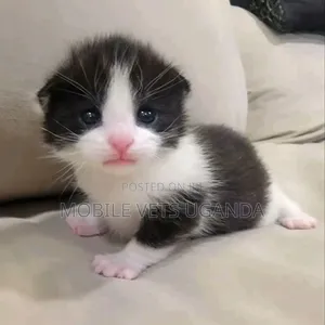0-1 month Male Purebred Bombay