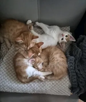 3-6 months Female Purebred Tabby