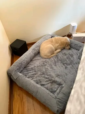 3-6 months Female Purebred Golden Retriever