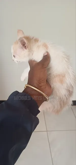 1-3 months Male Purebred Bombay