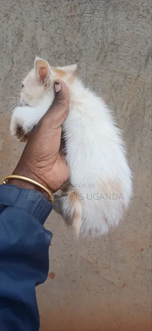 3-6 months Female Purebred Birman