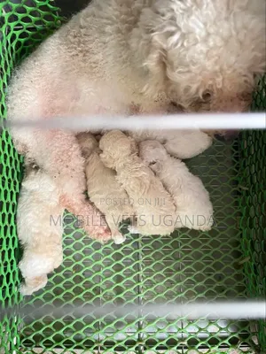 1-3 months Male Purebred Maltese