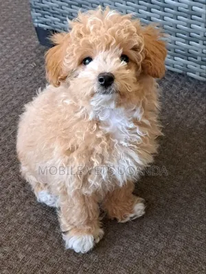 1-3 months Male Purebred Maltese