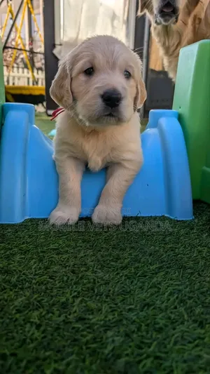 1-3 months Male Purebred Golden Retriever