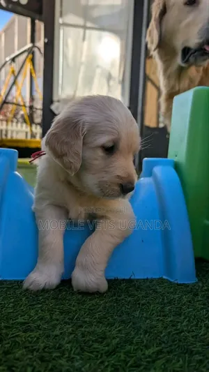 0-1 month Female Purebred Golden Retriever