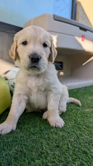 3-6 months Male Purebred Golden Retriever
