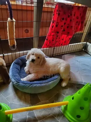 3-6 months Male Purebred Golden Retriever