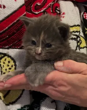 0-1 month Female Purebred British Shorthair