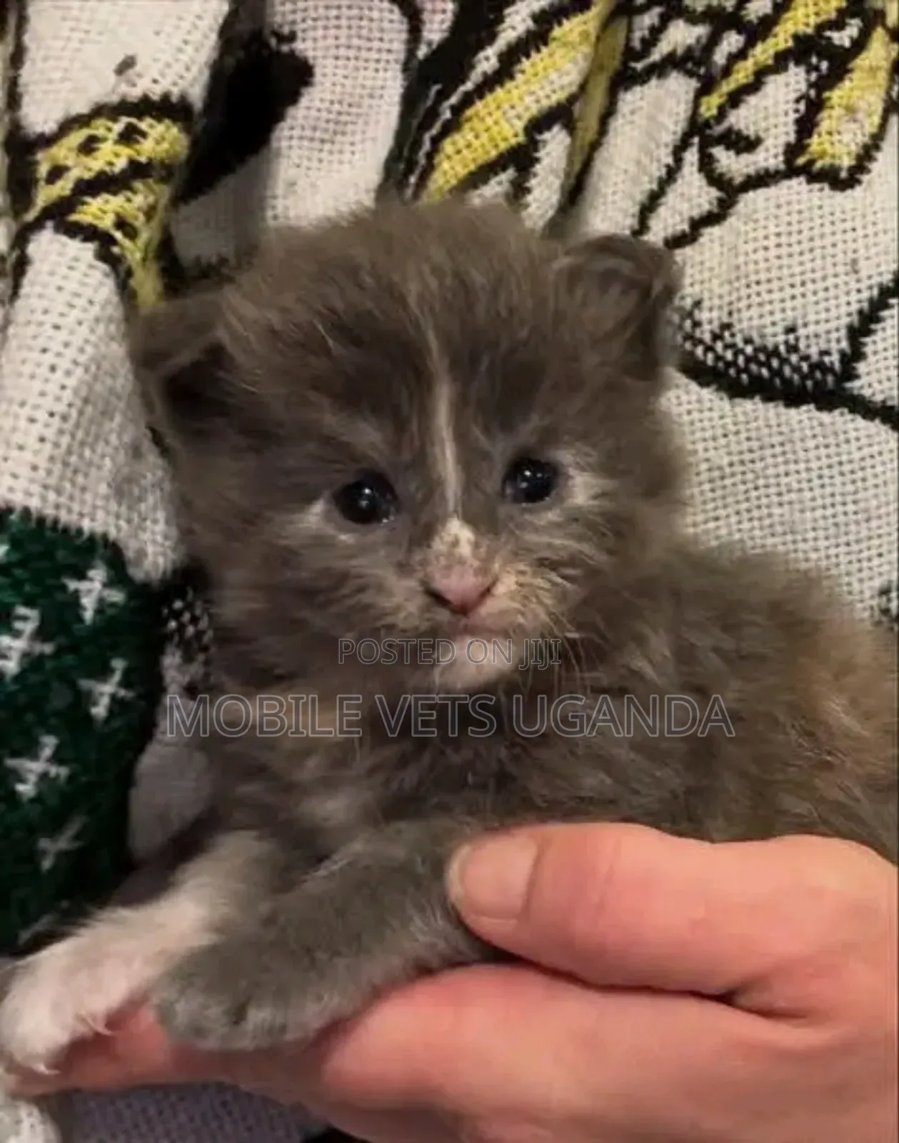 1-3 months Female Purebred Birman