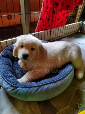 3-6 months Female Purebred Golden Retriever
