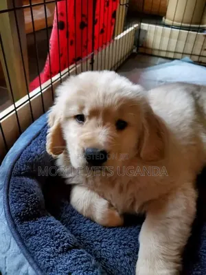 1-3 months Female Purebred Golden Retriever