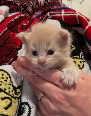 1-3 months Female Purebred British Shorthair