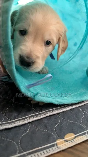 0-1 month Male Purebred Golden Retriever