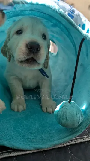 0-1 month Female Purebred Golden Retriever