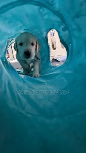 1-3 months Male Purebred Golden Retriever