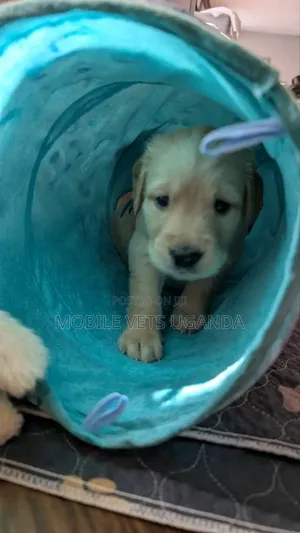 1-3 months Male Purebred Golden Retriever