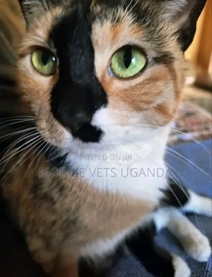 3-6 months Male Purebred American Bobtail