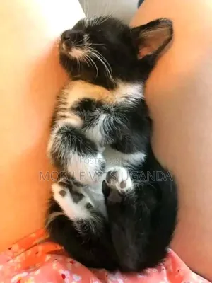 1-3 months Male Purebred Sphynx