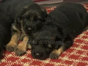 1-3 months Female Purebred German Shepherd