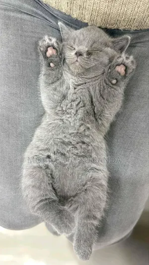 0-1 month Male Purebred Bombay
