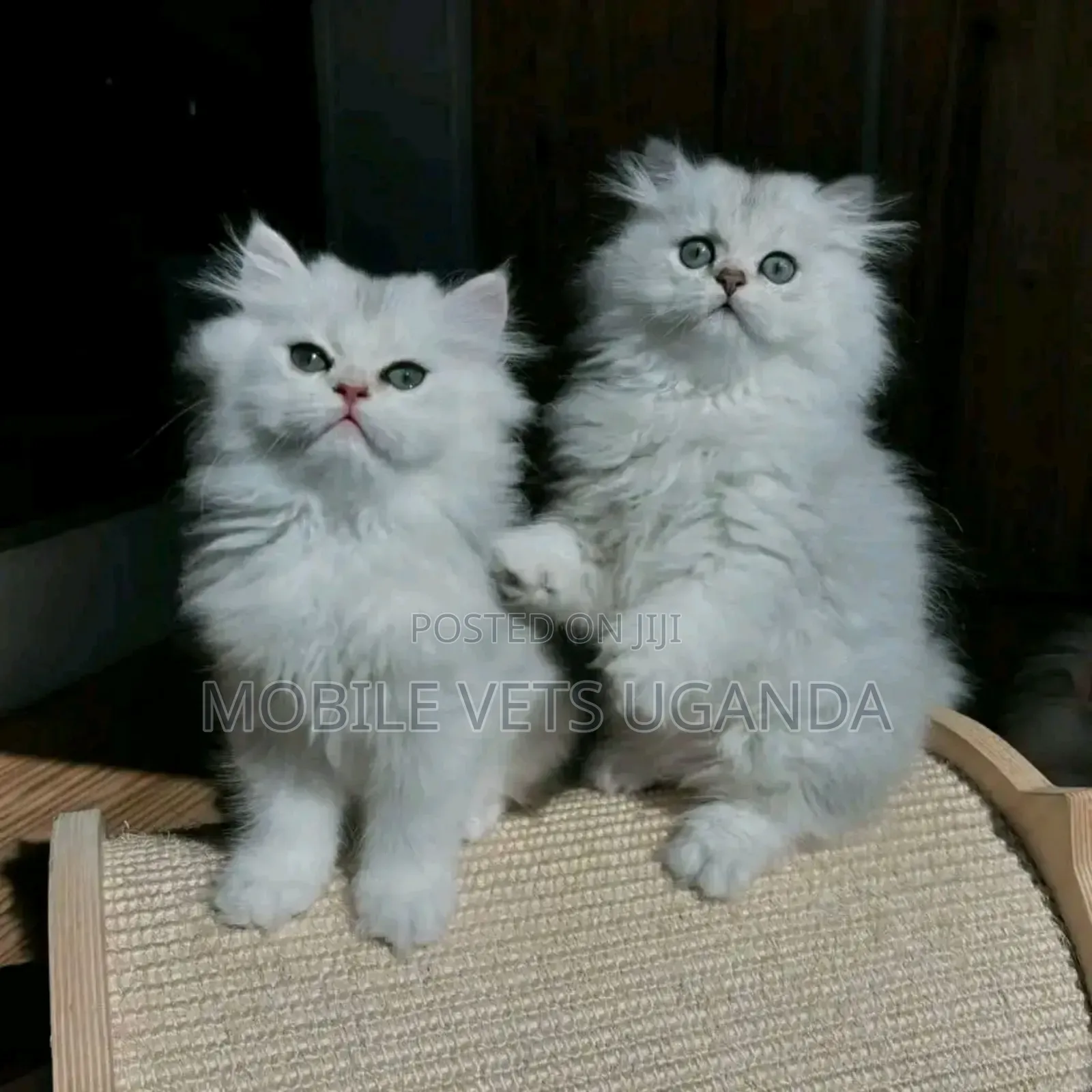 3-6 months Female Purebred Scottish Fold