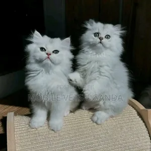 3-6 months Female Purebred Scottish Fold