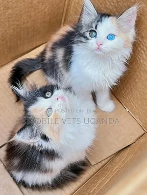 3-6 months Female Purebred American Bobtail