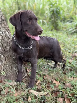 6-12 months Female Purebred Labrador Retriever