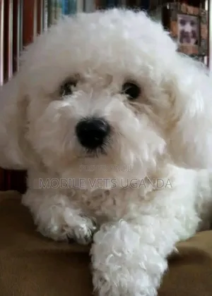 1-3 months Female Purebred Maltese
