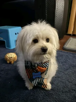 1-3 months Male Purebred Maltese