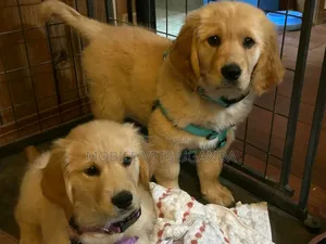 3-6 months Male Purebred Golden Retriever