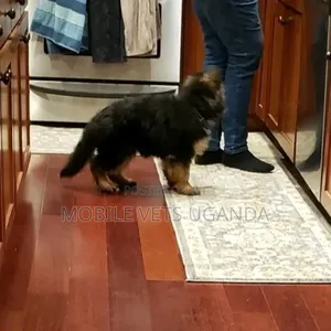 1-3 months Female Purebred German Shepherd