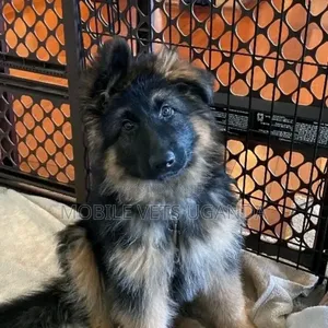 1-3 months Male Purebred German Shepherd