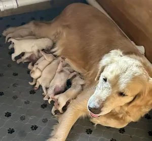 0-1 month Female Purebred Golden Retriever
